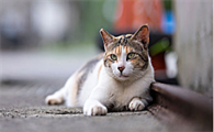 夏天猫咪耳朵热正常吗