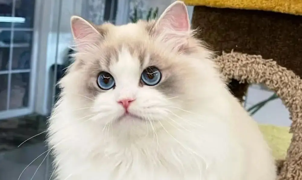8个月的布偶猫多少钱 8个月的布偶猫多少钱