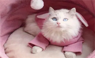 小母猫漏尿是怎么回事啊