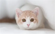 小猫多大可以洗澡