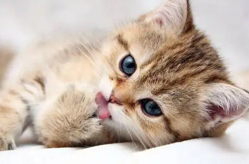猫咪毛球症有什么症状怎么治疗