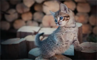 猫软便怎么治疗好