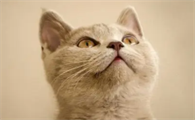 猫咪脚受伤流血了怎么处理