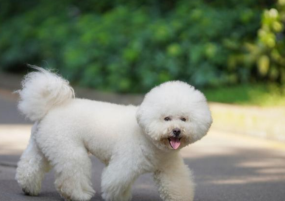 比熊犬适合老年人养吗?不知道的来这看看 比熊犬适合老年人养吗?不知道的来这看看