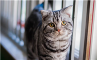宠物猫有螨虫怎么办