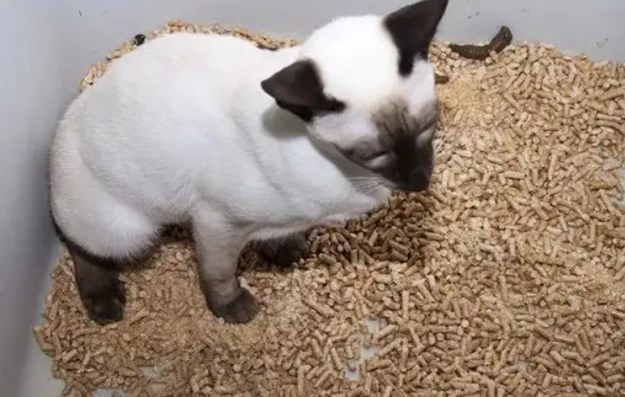 猫咪为什么乱拉尿 猫咪为什么乱拉尿