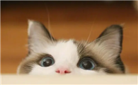 猫咪单纯的拉稀其他都正常能自愈吗