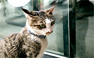猫咪孕期呕吐是什么原因造成的