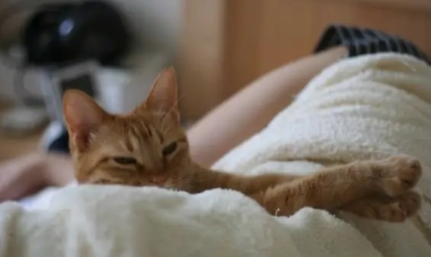 猫为什么喜欢怀孕的人