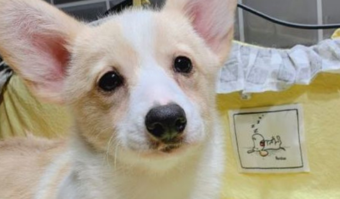 宠物多久打一次疫苗合适