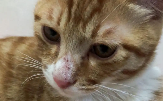猫咪鼻子有血怎么回事