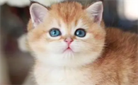 猫咪多久吃一次维生素片比较好