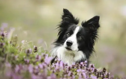 狗类智商第一的是什么狗？当属“边境牧羊犬”