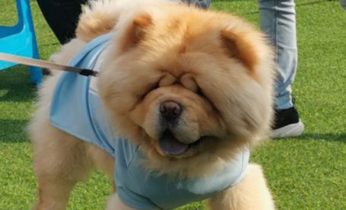 松狮犬吃什么 松狮犬吃什么