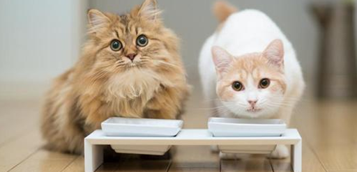猫吃了一点大蒜会有事吗