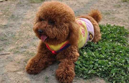 养贵宾犬有什么禁忌，铲屎官们一定要了解