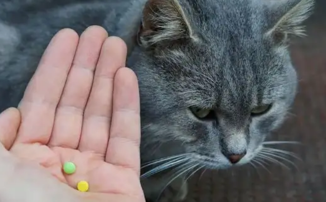 一个月的猫身上有跳蚤怎么办