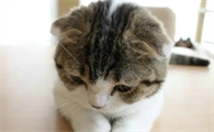 猫咪油尾巴怎么治疗