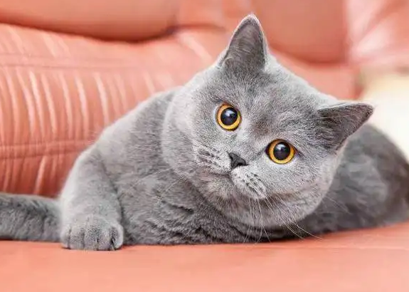 英短可以当土猫养吗?答案在这里~ 英短可以当土猫养吗?答案在这里~