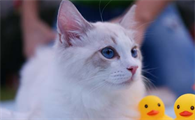 小猫出生几天能看公母