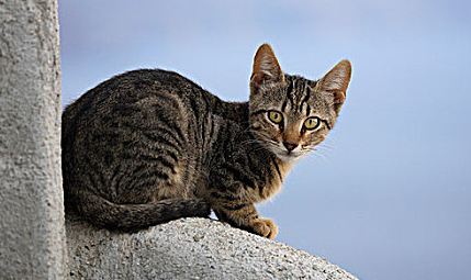 猫的瞳孔为什么会变大变小