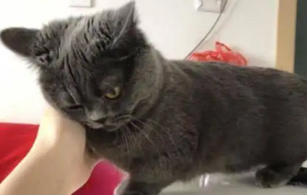 猫拿尾巴蹭人是什么意思？它可能在表达这几种情绪