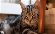 10个月的猫咪怀孕怎么办呢