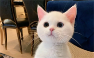 猫剧烈运动后张嘴喘气正常吗