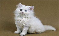 小猫必须打疫苗吗