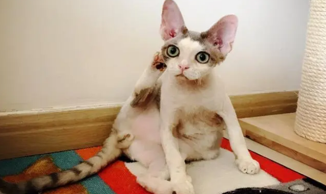 猫的耳螨怎么才算清理干净了呢