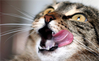 猫咪口臭正常吗？如何处理？
