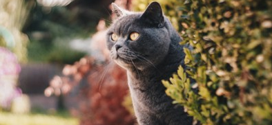 英短猫咪多大开始发情?本文告诉你~ 英短猫咪多大开始发情?本文告诉你~