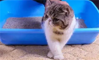 小猫猫砂多久换一次比较好