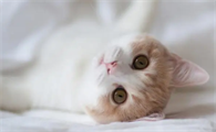 小猫能吃火腿肠吗
