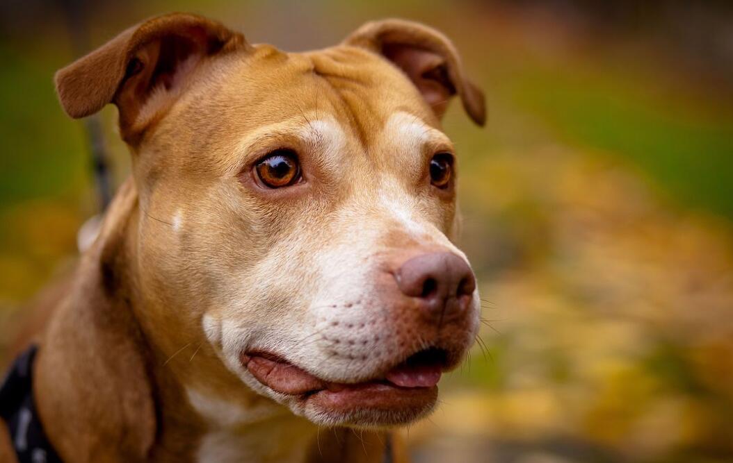 比特犬从3个月到9个月都会有哪些变化呢？