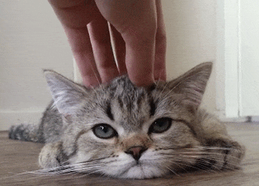 猫眼睛上面有一层白膜怎么办