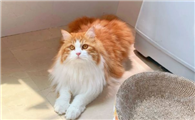 家里养的猫咪能养驱蚊草吗
