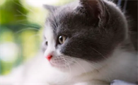 春季猫咪掉毛很严重怎么办