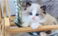 新手养布偶猫需要准备什么