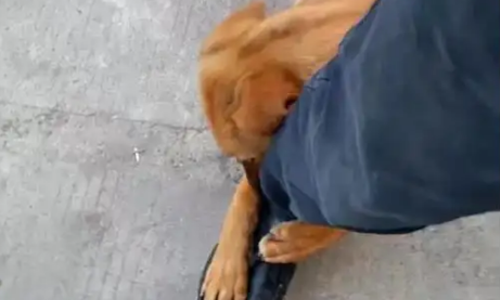 为什么狗狗喜欢咬裤脚?它在表达这些意思 为什么狗狗喜欢咬裤脚?它在表达这些意思