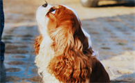查理王小猎犬的缺点