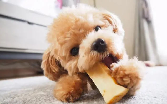泰迪犬不吃狗粮怎么办?