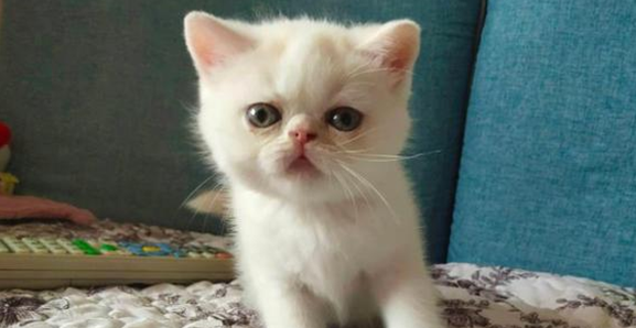 猫在沙发上拉尿什么原因引起的