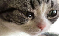 猫流眼泪怎么回事