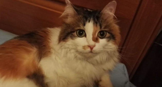 小猫的品相由谁决定