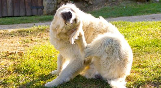 狗狗经常挠耳朵怎么办？快来get一下方法