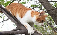 猫心跳很快肚子一直抖动