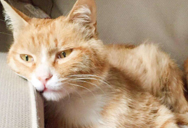猫咪不吃饭,吐黄水是怎么回事 猫咪不吃饭,吐黄水是怎么回事