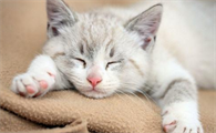 猫感冒了自己多久能好