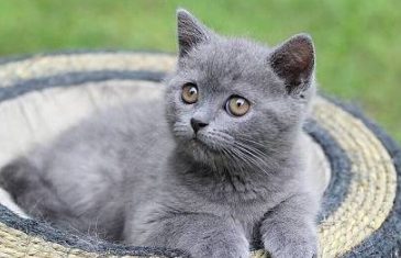 猫咪伤口露肉抹什么药好得快
